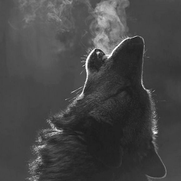 Meet your Posher, Paul - Picture 1 of 1